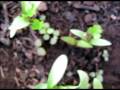 Cilantro Cilantro