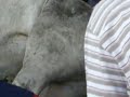 Lembu Korban