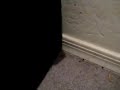  solpugid in glendale az