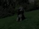 Djin il court  il court mon Galgo !..