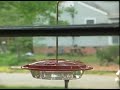 Humming Birds in Chapel Hill Humming Birds in Chapel Hill
