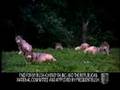 YouTube - Bush 2004 Campaign Ad - Wolves