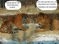komik-hayvanlar.html