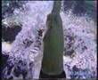 Mark Foster front crawl