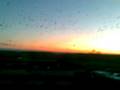 videos de Atacul Ciorilor(Calarasi, 23.11.2008)