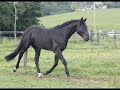 rubin son, hanovrien de 3 ans par rotspon