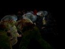 ResidentEvil2 Claire eat loop zombie 3