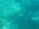 swimming with a turtle swimming with a turtle