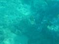 videos de swimming with a turtle