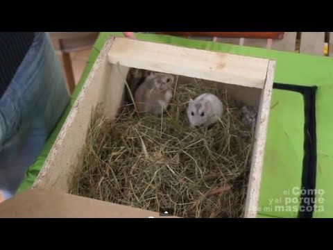 hamster - http://www.hamstersmascotas.com, En este video os hablamos sobre como viajar con con nuestro hamster mascota.
