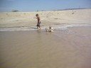 Dogs at play