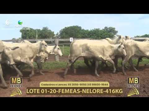 537� LEIL�O VIRTUAL MB LEIL�ES