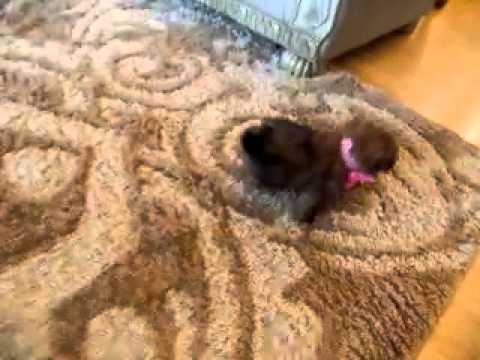 Princess...First Generation Shorkie