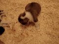 Whelping Box