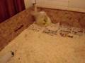 Whelping Box
