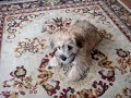 Suki Learns Fetch
