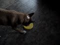 Corey Loves That Frisbee