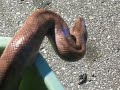Columbian Rainbow Boa Part 2 Columbian Rainbow Boa Part 2