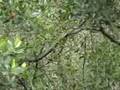 Cobrinha Caninana