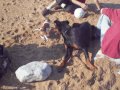 Jack russel VS beauceron
