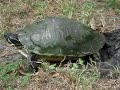 Turtle laying eggs - Tortuga poniendo huevos