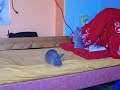 Meine 2 Rabauken^^ Meine 2 Rabauken^^