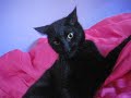 How to anoy your kitty the real way