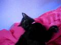 How to anoy your kitty the real way