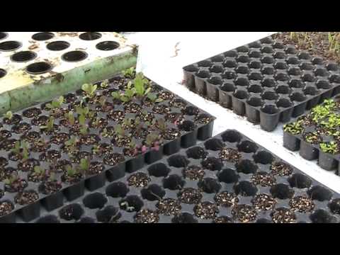 how to transplant into aquaponics
