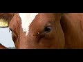 Vliegen plagen koe, hopelijk goed geuploade video!!!! Vliegen plagen koe, hopelijk goed geuploade video!!!!