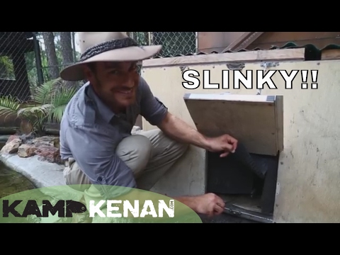 YouTube reptile video
