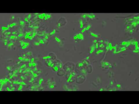 動画