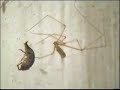 Die Gro�e Zitterspinne (Pholcus phalangioides), Ethologie