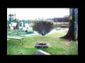 videos de Appleton Estate Tour Jamaica from TraverseJamaica.com