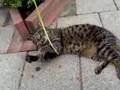 gekke poes:P