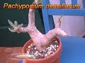 Caudex-my plants- Apocynaceae Caudex-my plants- Apocynaceae
