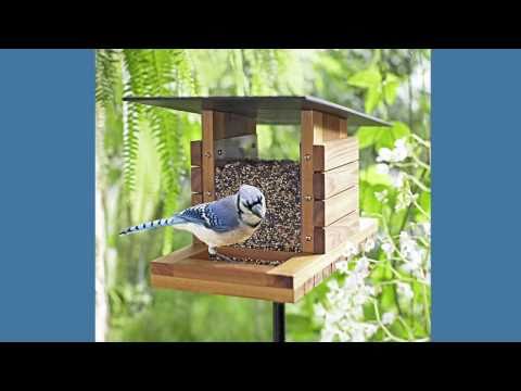 Bird Feeder Plans