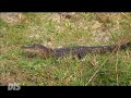 Boggy Creek Airboats Florida Boggy Creek Airboats Florida
