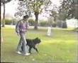 Boyero de Flandes video