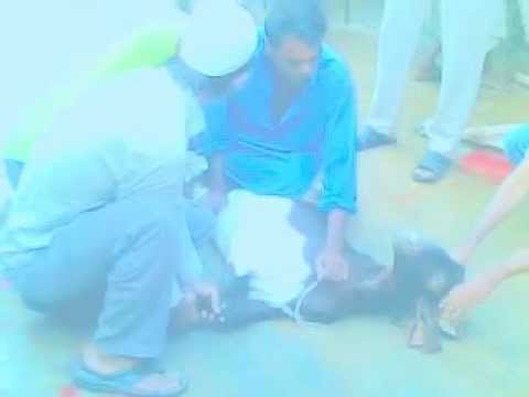 qurbani2 - for fun.