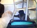 videos de Russian Blue & Goldendoodle playing