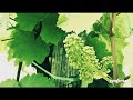Pergado_za Najteze Uvjete_lok and Flow_video_2012.wmv