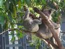 Baby Koala