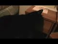 My Cat\