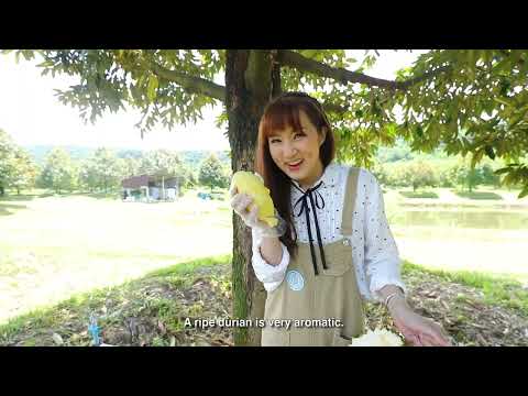 เที่ยวเมืองไทย กินผลไม้อัตลักษณ์ไทย น่านิยม ปี 2564 EP04 ทุเรียนเขาบรรทัด จ.ตราด