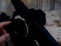 EOtech or Bushnell Holosight