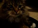 Catbook Movie: Soloman, Quincey, and the catnipped toy Catbook Movie: Soloman, Quincey, and the catnipped toy