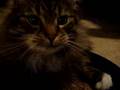 Catbook Movie: Soloman, Quincey, and the catnipped toy