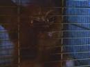 Mogwai Gnam Mogwai Gnam
