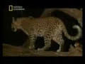 Genç Leopar ve Yavru Babun